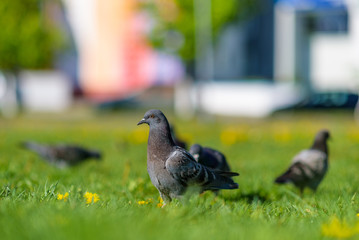 Pigeons are sitting on the green grass in summer.