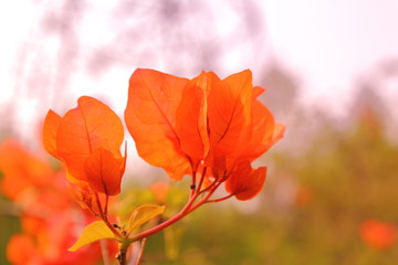 red autumn leaves against blue sky