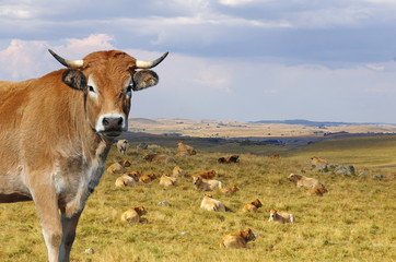 Vache Aubrac avec le troupeau en arrière plan. Auvergne, France