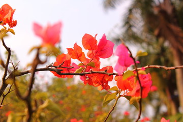 autumn leaves on tree