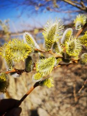 Blooming willow in spring in Siberia