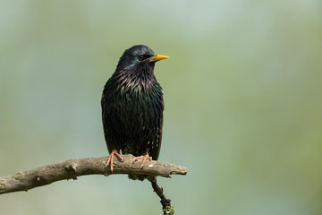 Common starling sitting on a branch