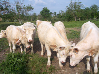 Group of cow playing with impact scene in natural field