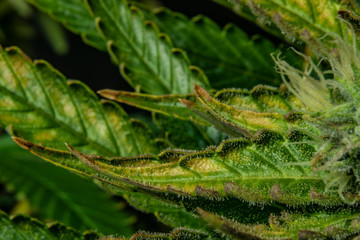 Macro detail of aged color leaf of Afghan kush variety of marijuana