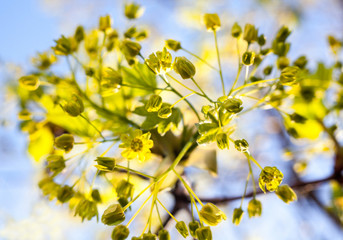 Flowers of the maple tree