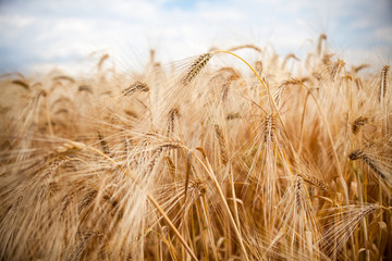 Field of ripe wheat