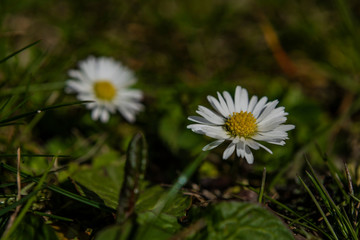 Young daisy bloom in sunny hot spring day