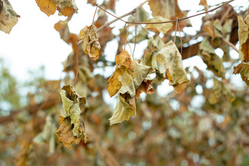 Dry yellow  grape leaves background 