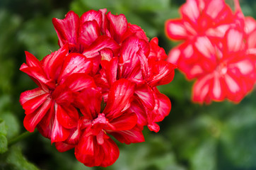 Red garden geranium flowers in pot , close up shot geranium flowers. pelargonium