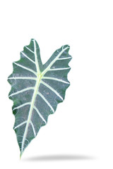 Beautiful patterns of decorative foliage in the garden