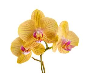 Photo of orange orchid isolated on white background