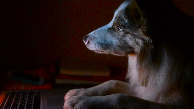 Cute border collie dog watching a movie on the laptop