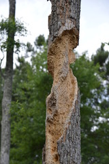 Naklejka premium trunk of a tree