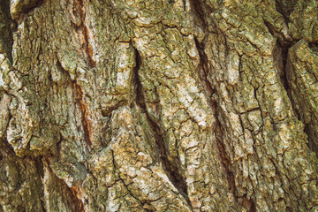 Tree bark. Wood texture