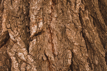 Tree bark. Wood texture