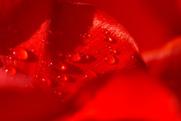 Close-up of a leaf of red tulip in drops of water under the rays of sunlight