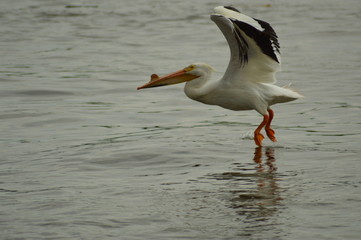 Fototapeta na wymiar Pelicans in flight over the water