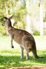Close up view of adorable adult kangaroo standing on the grass. Wildlife animal concept in its natural environment. Australia. Symbol of Australia. Brisbane.