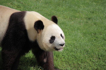 Panda in french zoo
