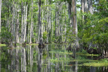 Obraz premium trees in swamp