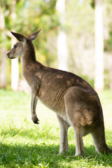 Close up view of adorable adult kangaroo standing on the grass. Wildlife animal concept in its natural environment. Australia. Symbol of Australia. Brisbane.
