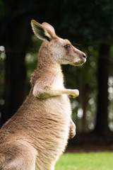 Close up view of adorable adult kangaroo standing on the grass. Wildlife animal concept in its natural environment. Australia. Symbol of Australia. Brisbane.