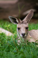 Close up view of adorable adult kangaroo standing on the grass. Wildlife animal concept in its natural environment. Australia. Symbol of Australia. Brisbane.