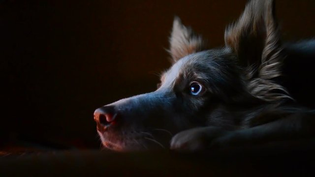 Very cute blue eyed dog laying on bed in the dark