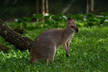 Close up view of adorable adult kangaroo standing on the grass. Wildlife animal concept in its natural environment. Australia. Symbol of Australia. Brisbane.