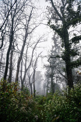 Misty Day Hiking in Shenandoah National Park in Virginia in Summer