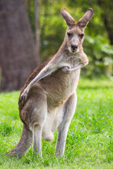 Naklejka na ściany i meble Close up view of adorable adult kangaroo standing on the grass. Wildlife animal concept in its natural environment. Australia. Symbol of Australia. Brisbane.