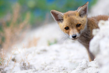 Cute baby Fox. Nature Background. Fox nest.