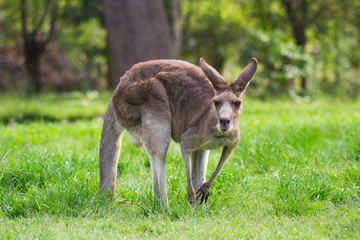 Naklejka na ściany i meble Close up view of adorable adult kangaroo standing on the grass. Wildlife animal concept in its natural environment. Australia. Symbol of Australia. Brisbane.