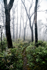 Naklejka premium Misty Day Hiking in Shenandoah National Park in Virginia in Summer