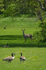 Deer grazing on the green grass in the park