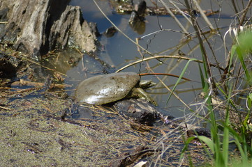 Softback turtle camoflauged by the water