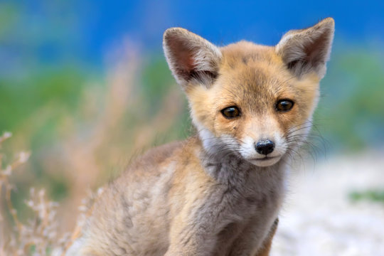 "Baby Fox" Bilder – Durchsuchen 1,157 Archivfotos, Vektorgrafiken und ...
