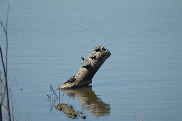 Turtles sunbathing on a log in the water