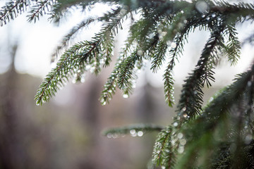 Fir tree branches wet after the rain