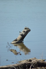 Turtles sunbathing on a log in the water