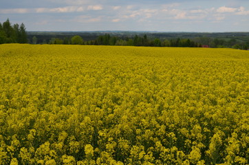 Pole rzepakowe kwiat rzepaku