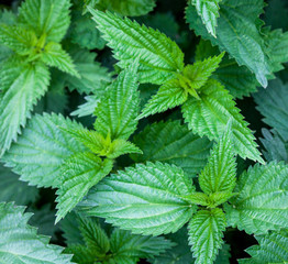 Stinging nettles