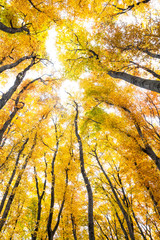 Yellow trees against the sky