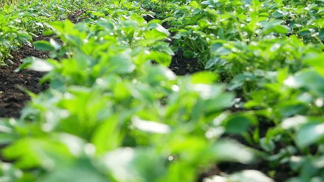 The beds of potatoes in the garden