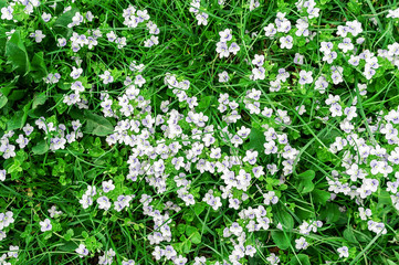 background of blue veronica flowers