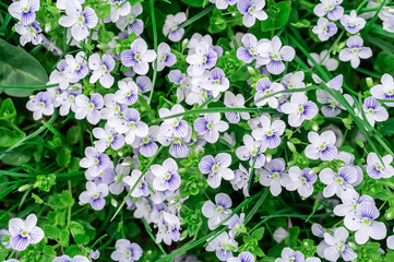 background of blue veronica flowers
