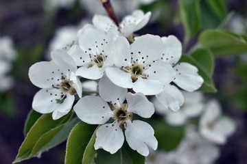 Spring flowering of fruit trees in the garden
