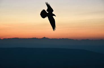 Fototapeta na wymiar Bird Flying at Sunset in Shenandoah National Park in Virginia in Summer