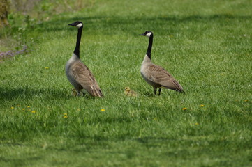 Canada geese and their goslings