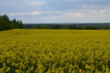 Pole rzepakowe kwiat rzepaku